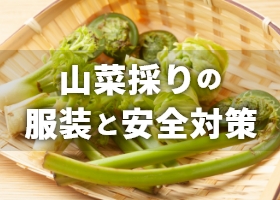 山菜採りの服装と安全対策